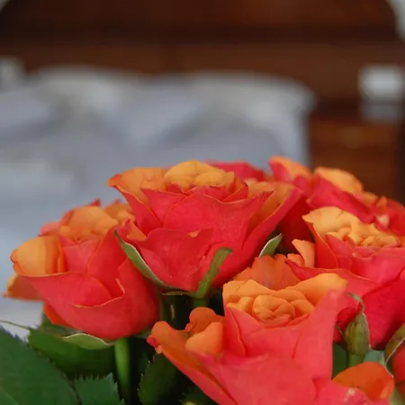 Halo 코워브제크